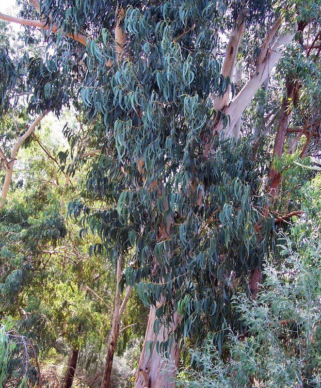 Eucalyptus bicostata plantsandlandscapescomauprovsitefilesEucalyp