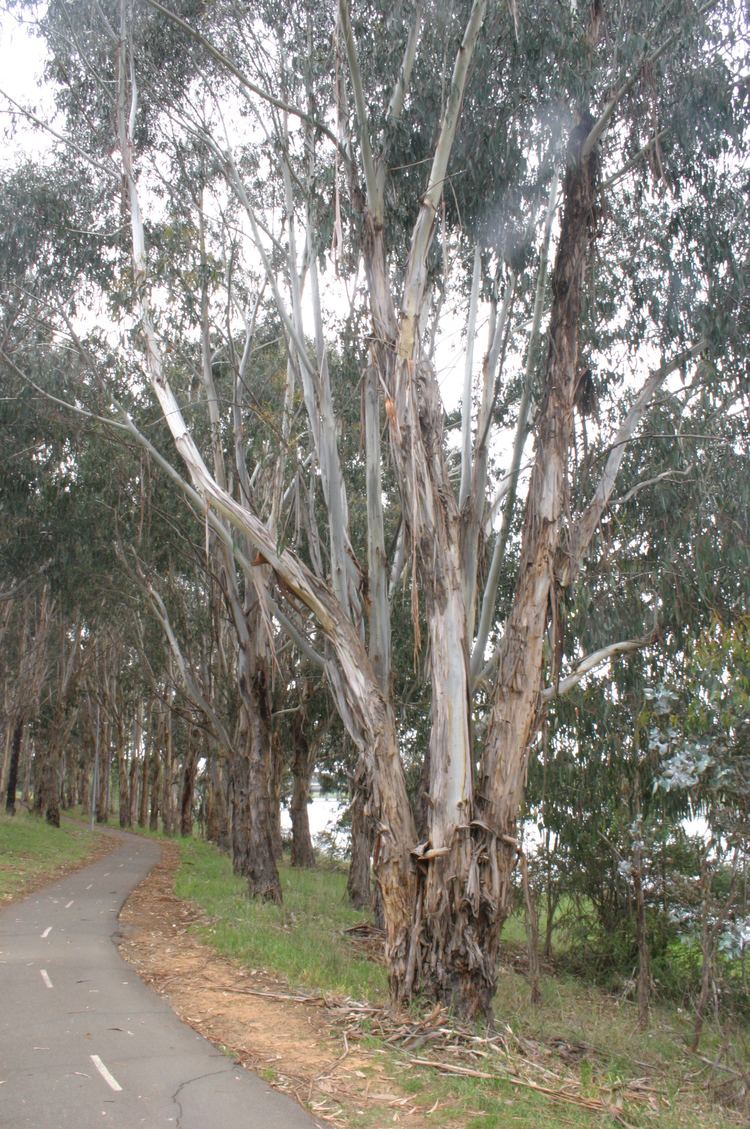 Eucalyptus bicostata Southern Blue Gum 39Eucalyptus bicostata39 Canberra Trees a