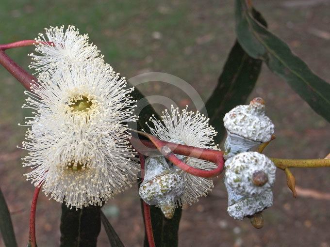 Eucalyptus bicostata Eucalyptus bicostata Southern Blue Gum Eurabbie information amp photos