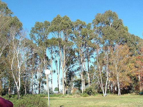 Eucalyptus bicostata 169 Eucalyptus bicostata Grahame Coote Flickr