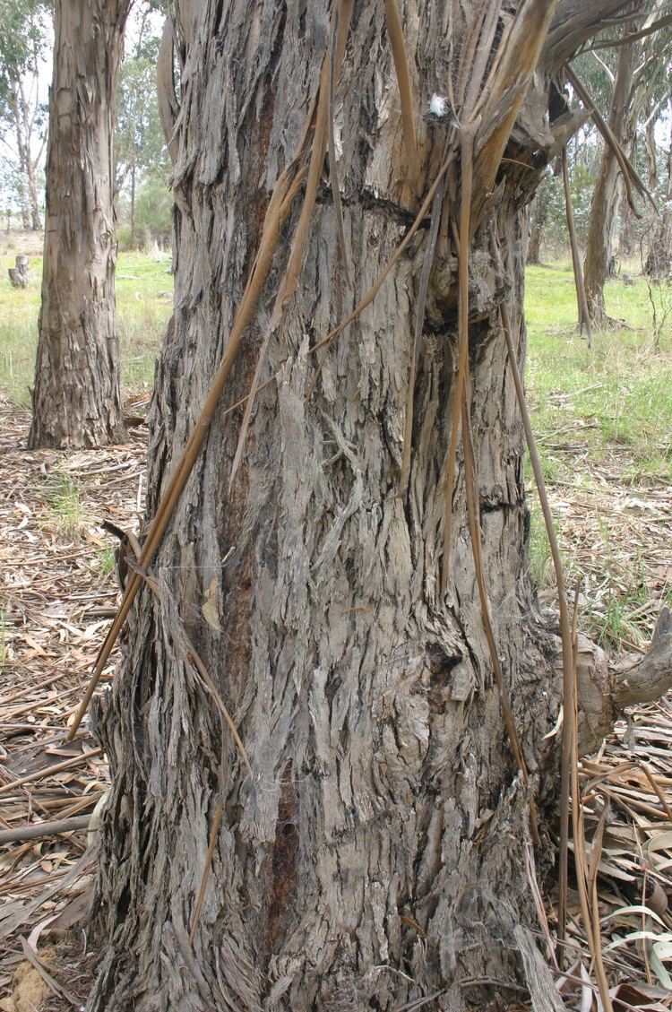Eucalyptus bicostata Southern Blue Gum 39Eucalyptus bicostata39 Canberra Trees a