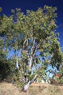 Eucalyptus bigalerita httpsuploadwikimediaorgwikipediacommonsthu