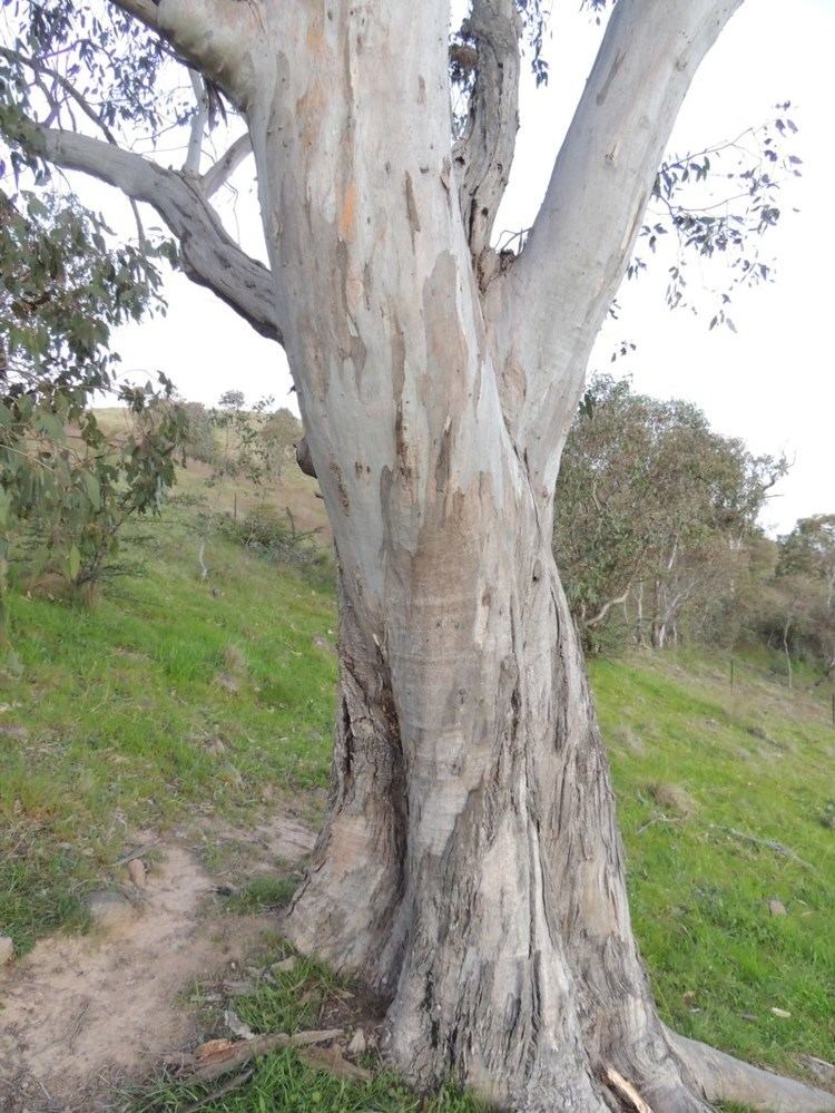 Eucalyptus blakelyi Eucalyptus blakelyi Blakely39s Red Gum at Urambi Hills Canberra