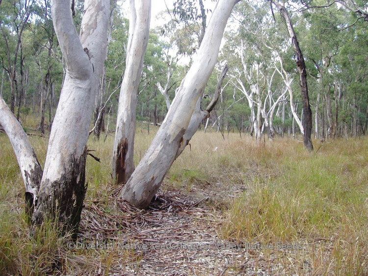 Eucalyptus blakelyi Eucalyptus blakelyi Blakely39s red gum Diversity Native Seeds