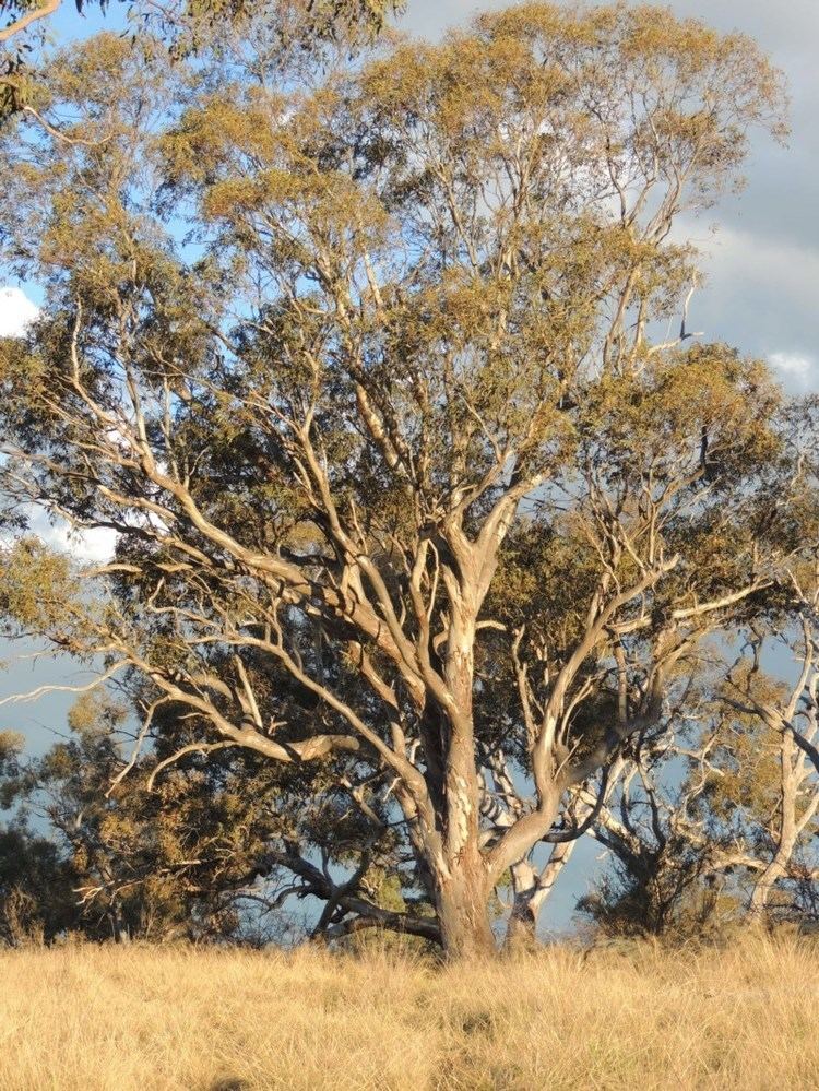 Eucalyptus blakelyi Eucalyptus blakelyi Blakely39s Red Gum at Point Hut to Tharwa