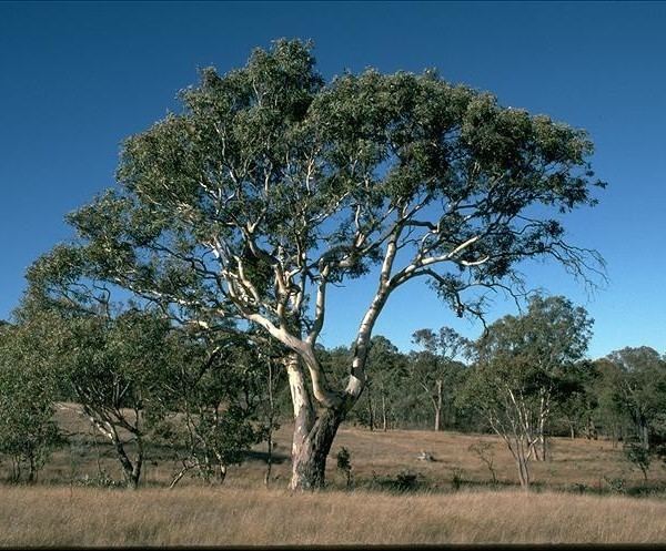 Eucalyptus blakelyi Blakely39s Red Gum WT Landcare Flora Index