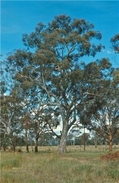 Eucalyptus blakelyi wwwflorabankorgaulucidkeyspecies20navigator