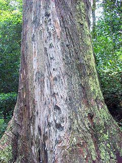 Eucalyptus blaxlandii httpsuploadwikimediaorgwikipediacommonsthu