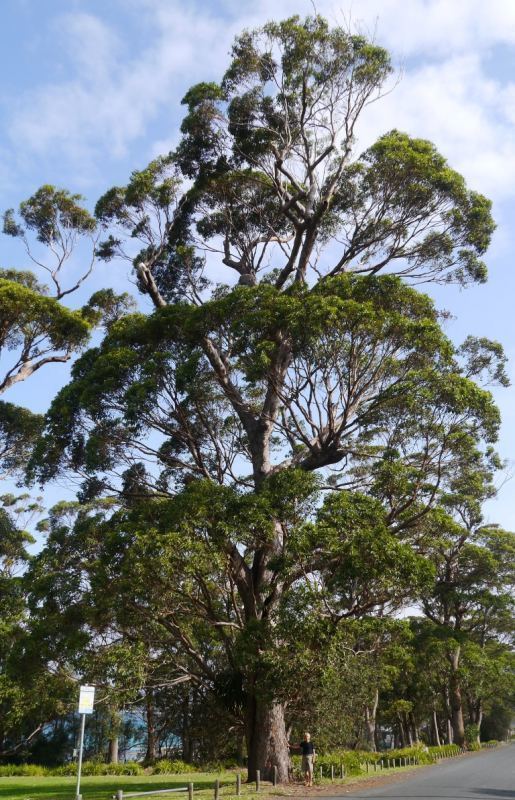 Eucalyptus botryoides Tree Register National Register of Big Trees