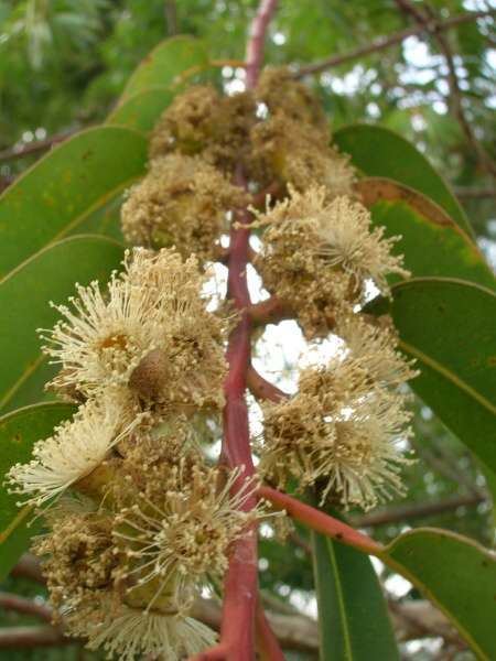 Eucalyptus botryoides Eucalyptus botryoides Specie della flora italiana
