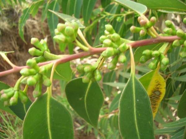 Eucalyptus botryoides Eucalyptus botryoides Eucalipto bangalay