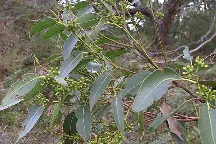 Eucalyptus botryoides Eucalyptus botryoides