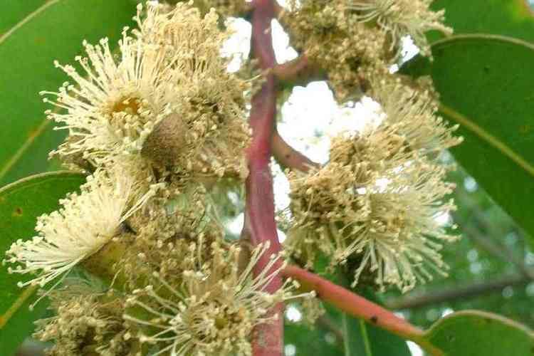 Eucalyptus botryoides Eucalyptus botryoides