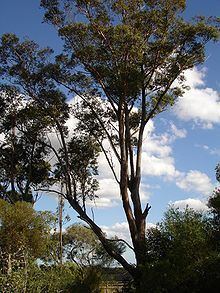 Eucalyptus botryoides httpsuploadwikimediaorgwikipediacommonsthu