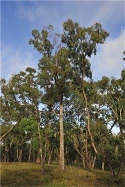 Eucalyptus bridgesiana Factsheet Eucalyptus bridgesiana