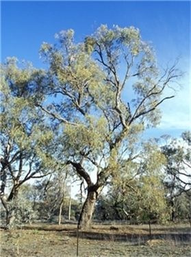 Eucalyptus bridgesiana Factsheet Eucalyptus bridgesiana