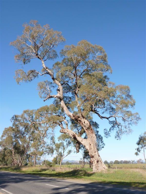 Eucalyptus bridgesiana Tree Register National Register of Big Trees