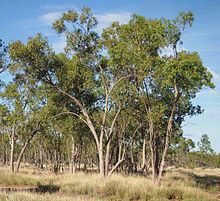 Eucalyptus brownii httpsuploadwikimediaorgwikipediacommonsthu