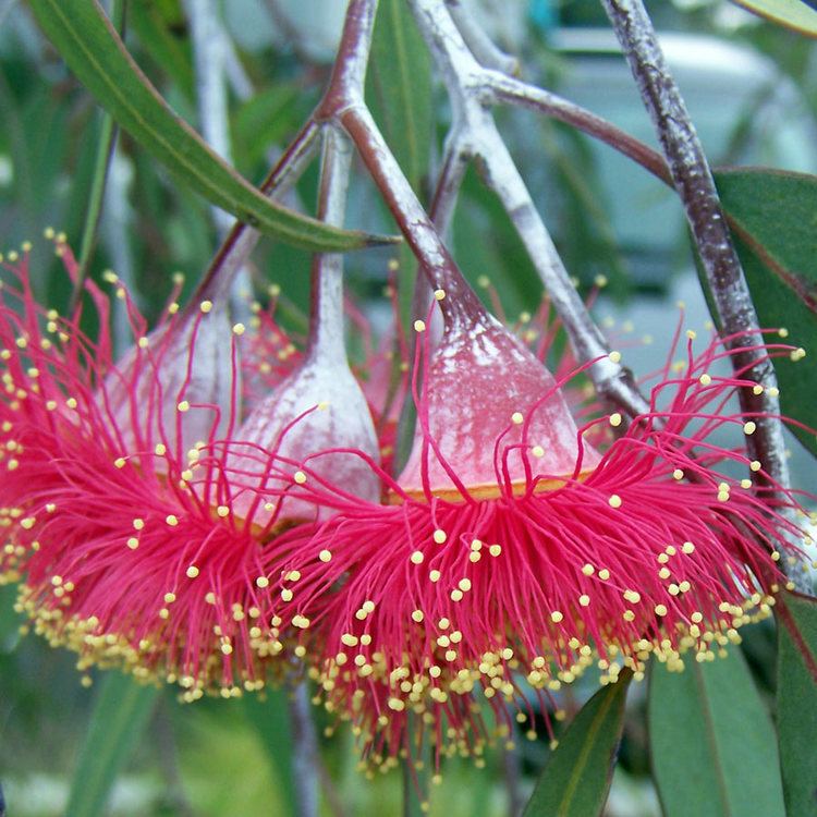 Eucalyptus caesia Australian Seed EUCALYPTUS caesia ssp mangna