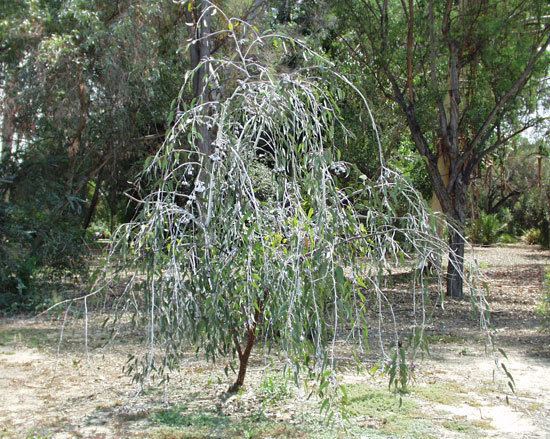 Eucalyptus caesia UFEI SelecTree A Tree Selection Guide