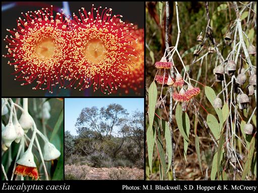 Eucalyptus caesia Eucalyptus caesia Benth FloraBase Flora of Western Australia