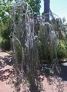 Eucalyptus caesia httpsuploadwikimediaorgwikipediacommonsthu
