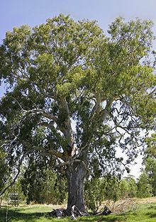 Eucalyptus camaldulensis httpsuploadwikimediaorgwikipediacommonsthu
