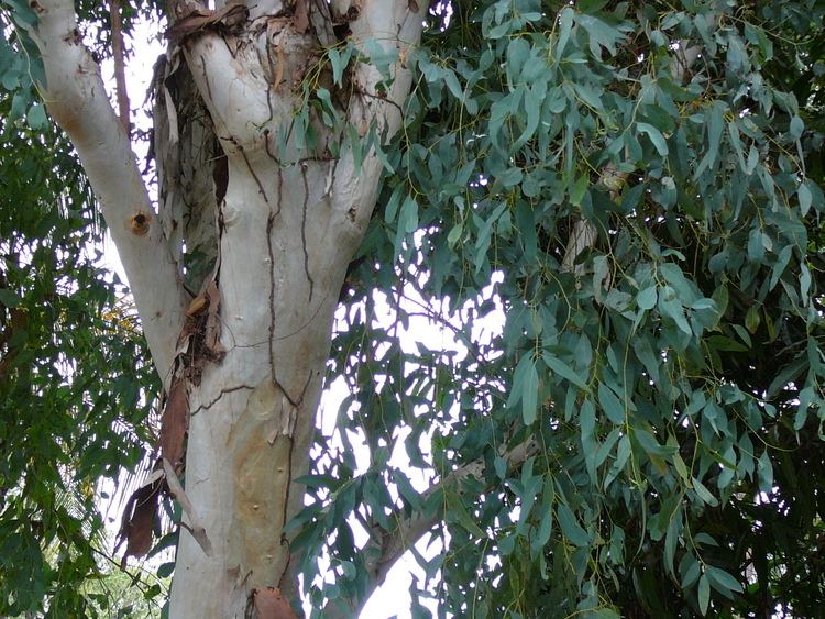 Eucalyptus camaldulensis FileEucalyptus camaldulensis 0002jpg Wikimedia Commons