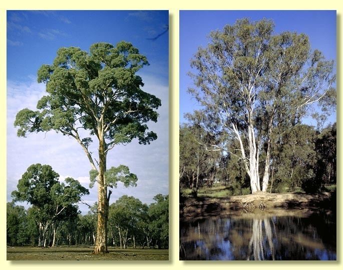 Eucalyptus camaldulensis Factsheet Eucalyptus camaldulensis var camaldulensis