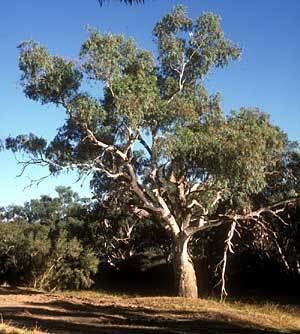Eucalyptus camaldulensis Eucalyptus camaldulensis