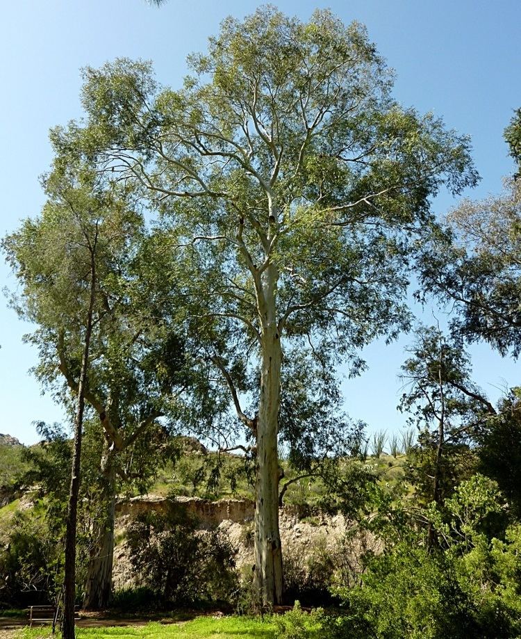Eucalyptus camaldulensis Eucalyptus camaldulensis massiveJPG