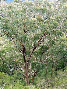 Eucalyptus campanulata httpsuploadwikimediaorgwikipediacommonsthu