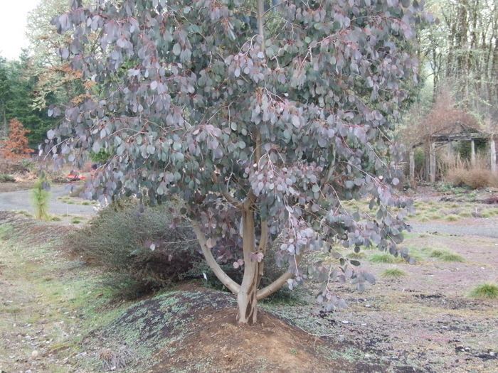 Eucalyptus camphora Eucalyptus camphora Broadleaf Sally Moutain Swamp Gum plant lust