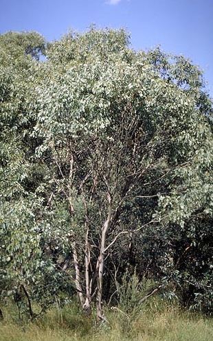 Eucalyptus camphora Eucalyptus camphora Swamp Gum Evergreen Garden Trees Unusual Peat