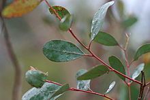 Eucalyptus camphora httpsuploadwikimediaorgwikipediacommonsthu