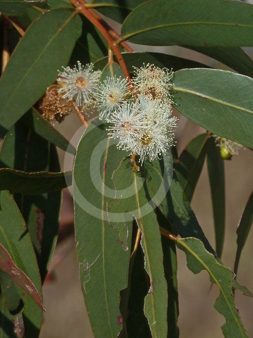 Eucalyptus cephalocarpa plantthiscomauimagesximagesplants14135Euca