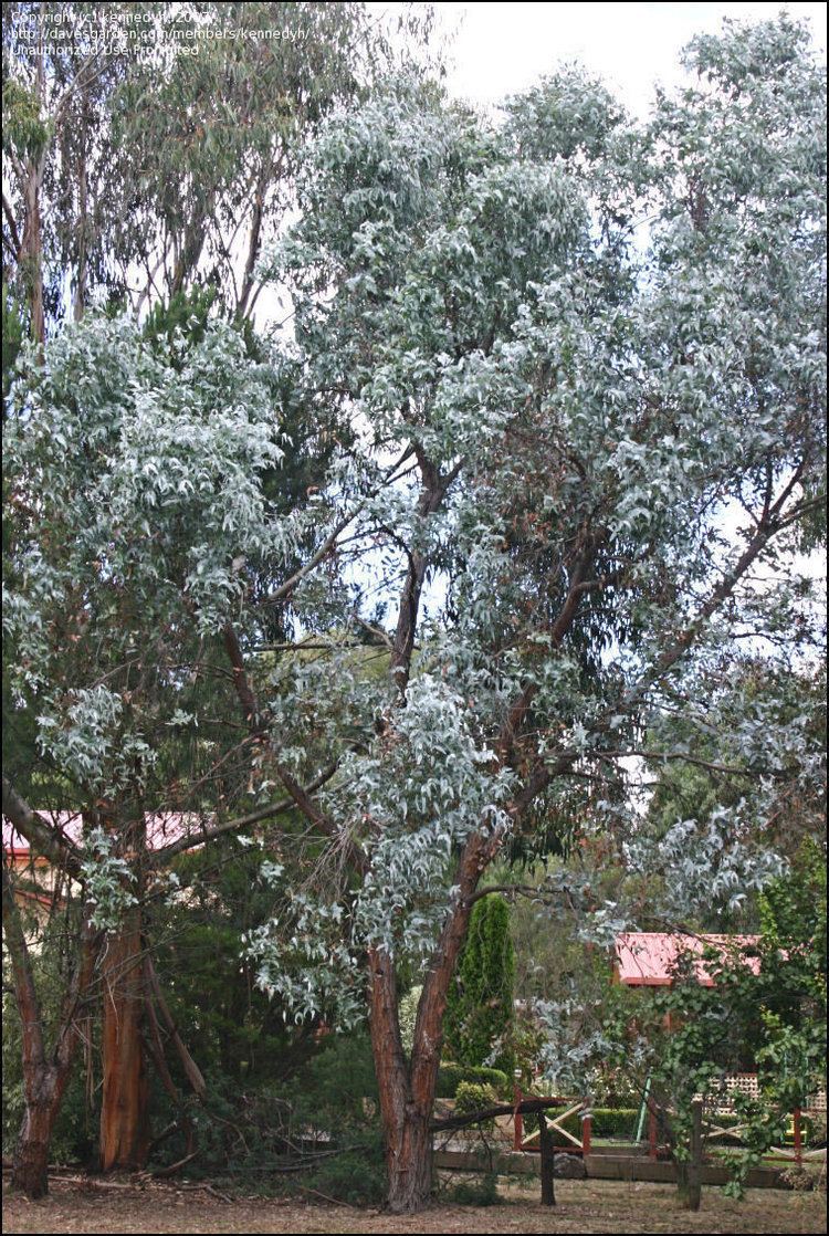 Eucalyptus cephalocarpa PlantFiles Pictures Silverleaf Stringybark Silver Stringybark