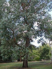 Eucalyptus chapmaniana httpsuploadwikimediaorgwikipediacommonsthu