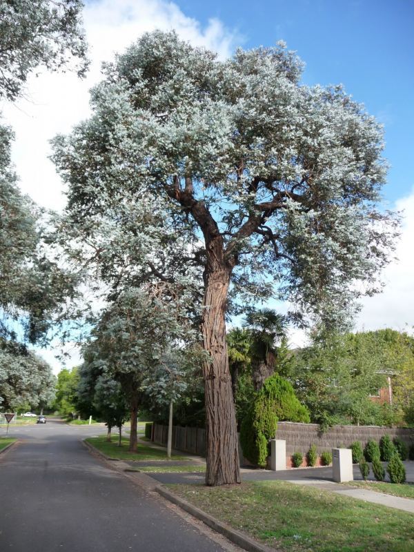 Eucalyptus cinerea Tree Register National Register of Big Trees