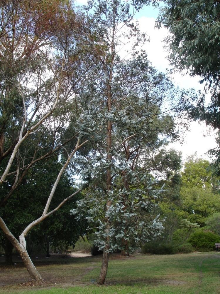 Eucalyptus cinerea httpsuploadwikimediaorgwikipediacommons66