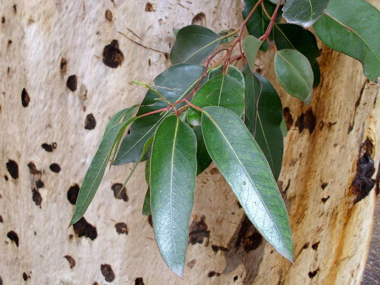 Eucalyptus cladocalyx Eucalyptus cladocalyx Wikipedia
