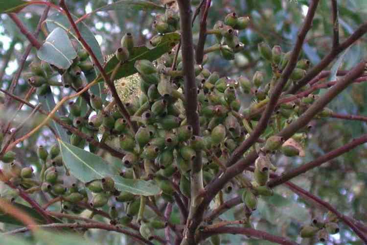 Eucalyptus cladocalyx Eucalyptus cladocalyx