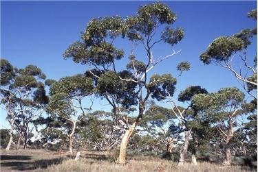 Eucalyptus cladocalyx Factsheet Eucalyptus cladocalyx