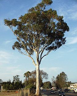 Eucalyptus cladocalyx Eucalyptus cladocalyx Fact Sheet
