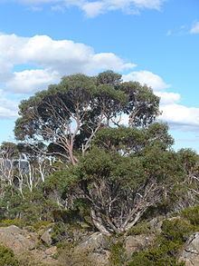 Eucalyptus coccifera httpsuploadwikimediaorgwikipediacommonsthu