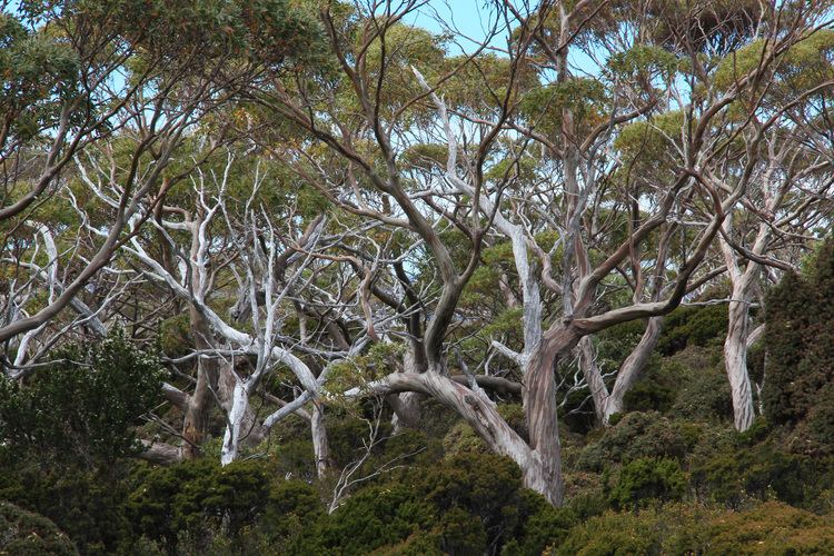 Eucalyptus coccifera Eucalyptus coccifera Wikiwand