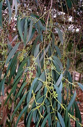 Eucalyptus coccifera Eucalyptus coccifera Mount Wellington peppermintRHS Gardening