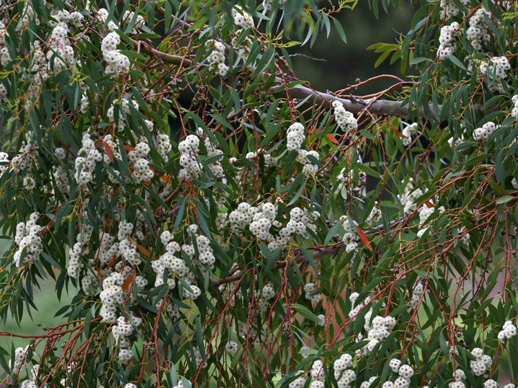 Eucalyptus coccifera Eucalyptus coccifera Tasmanian snow gum Hardy to Z7 tolerates