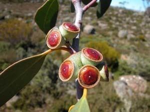 Eucalyptus coccifera Key to Tasmanian Dicots