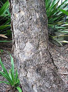 Eucalyptus conica httpsuploadwikimediaorgwikipediacommonsthu